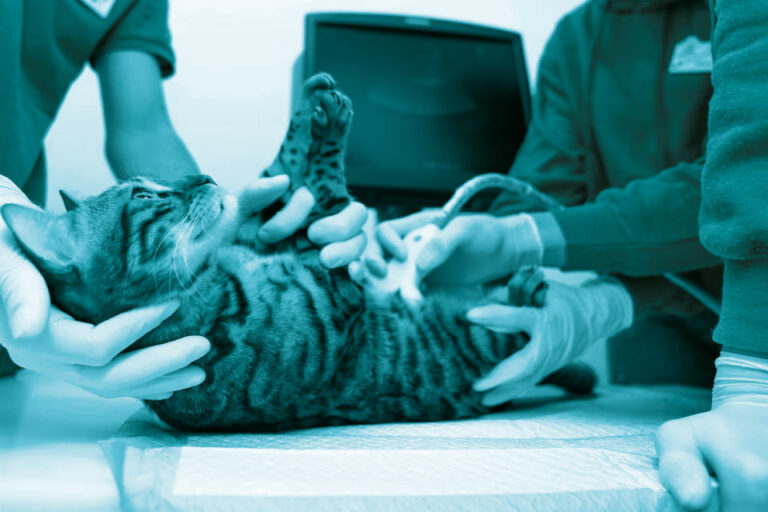 Diagnostica Per Immagini Arcadiavet Veterinario A Catanzaro